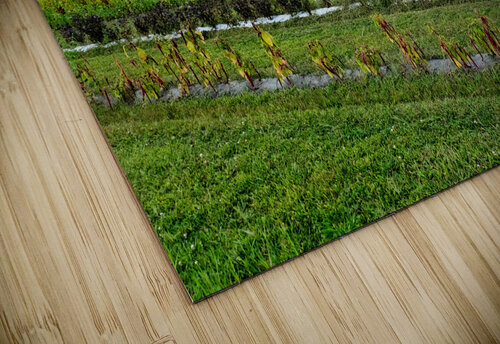 The Silent Pulse of Cultivation Click4Pix puzzle