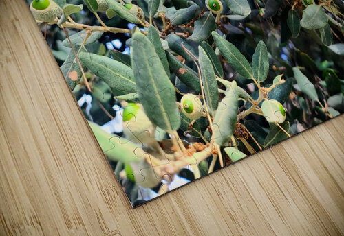 Acorn Awakening Click4Pix puzzle