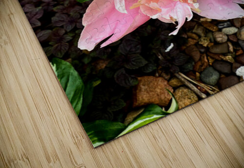 Raspberry Sundae: The Painter’s Peony Click4Pix puzzle