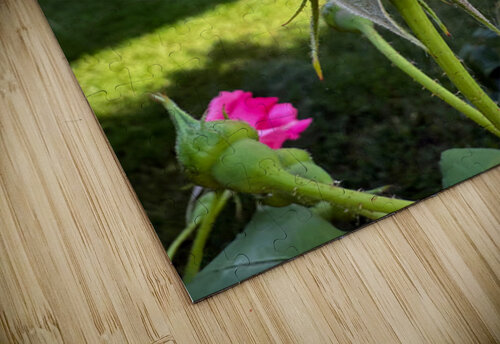 The Rose That Waits: Patience in Pink Click4Pix puzzle