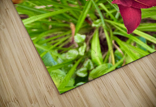 Flame of the Garden Click4Pix puzzle