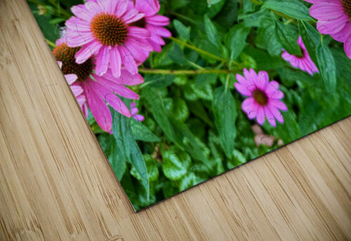 Field of Echinacea Dreams Click4Pix puzzle