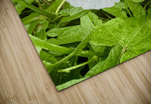 Paired in Bloom: Bindweed Duo Click4Pix puzzle