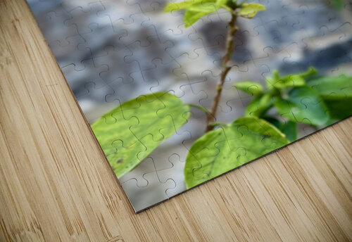 IMG 9957 Click4Pix puzzle