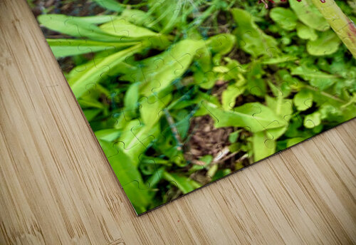 IMG 1757 Click4Pix puzzle