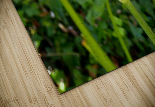 Golden Rod Exposed 2 Click4Pix puzzle