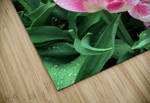 Tulips Are Better Than One B Click4Pix puzzle