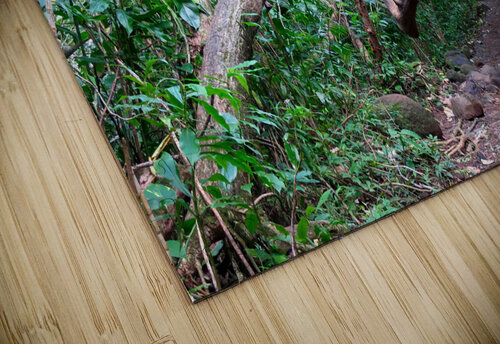 Branches of Life Click4Pix puzzle