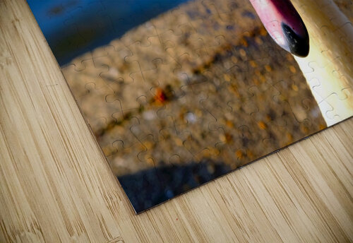 Swan Face 3 Click4Pix puzzle