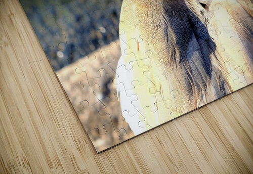 Evil Eye Swan Click4Pix puzzle