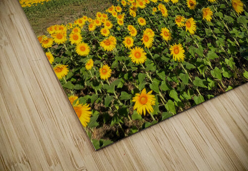 A Sea of Golden Dreams Click4Pix puzzle