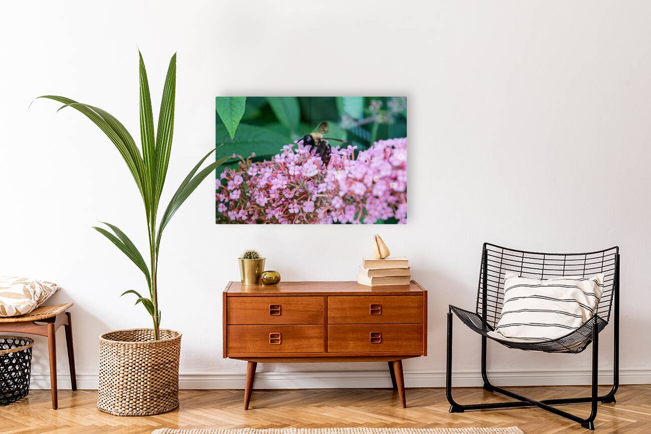 Just Bee Still In Fields of Pink Reproduction