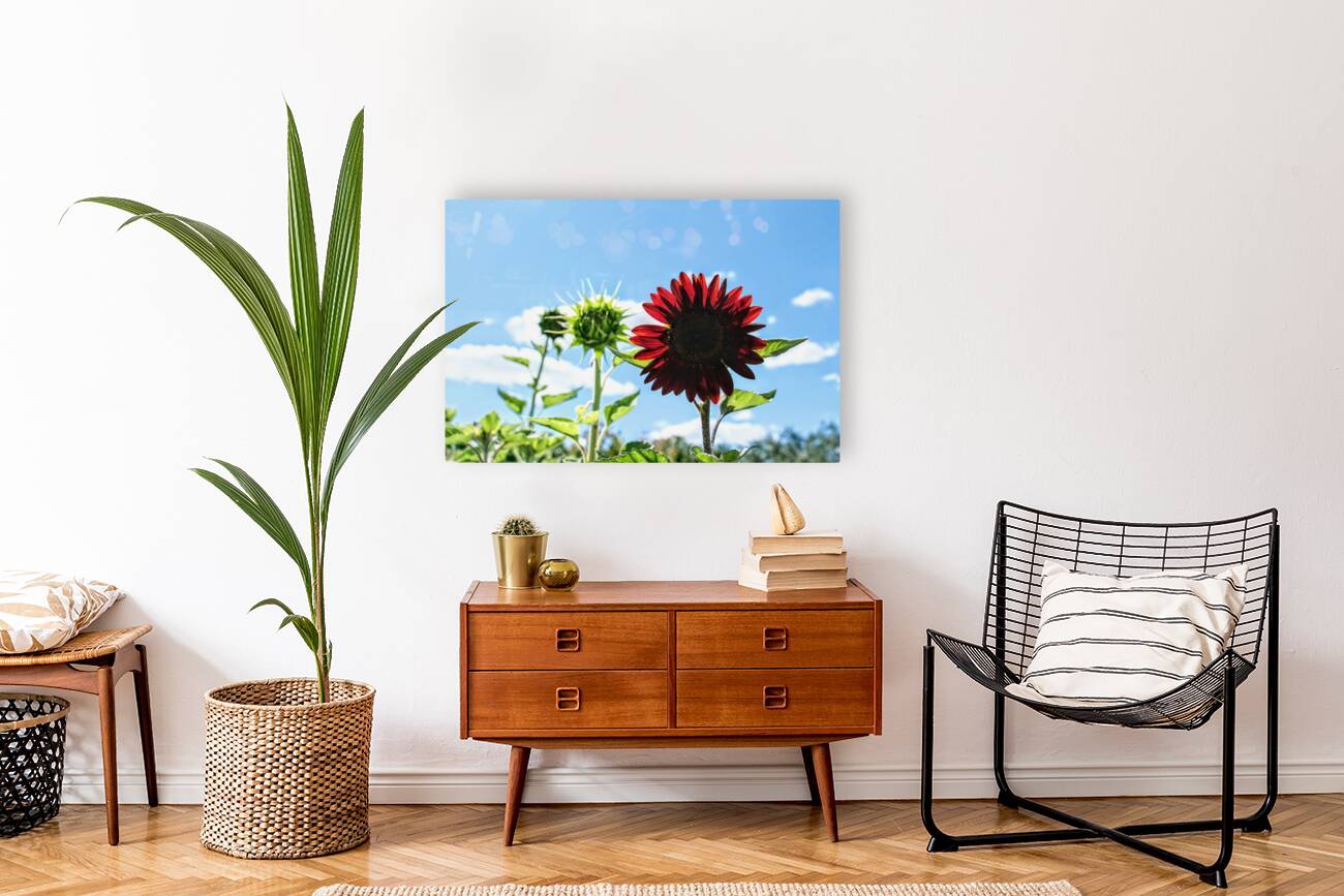 Bloom of the Dark Sun Flower Reproduction