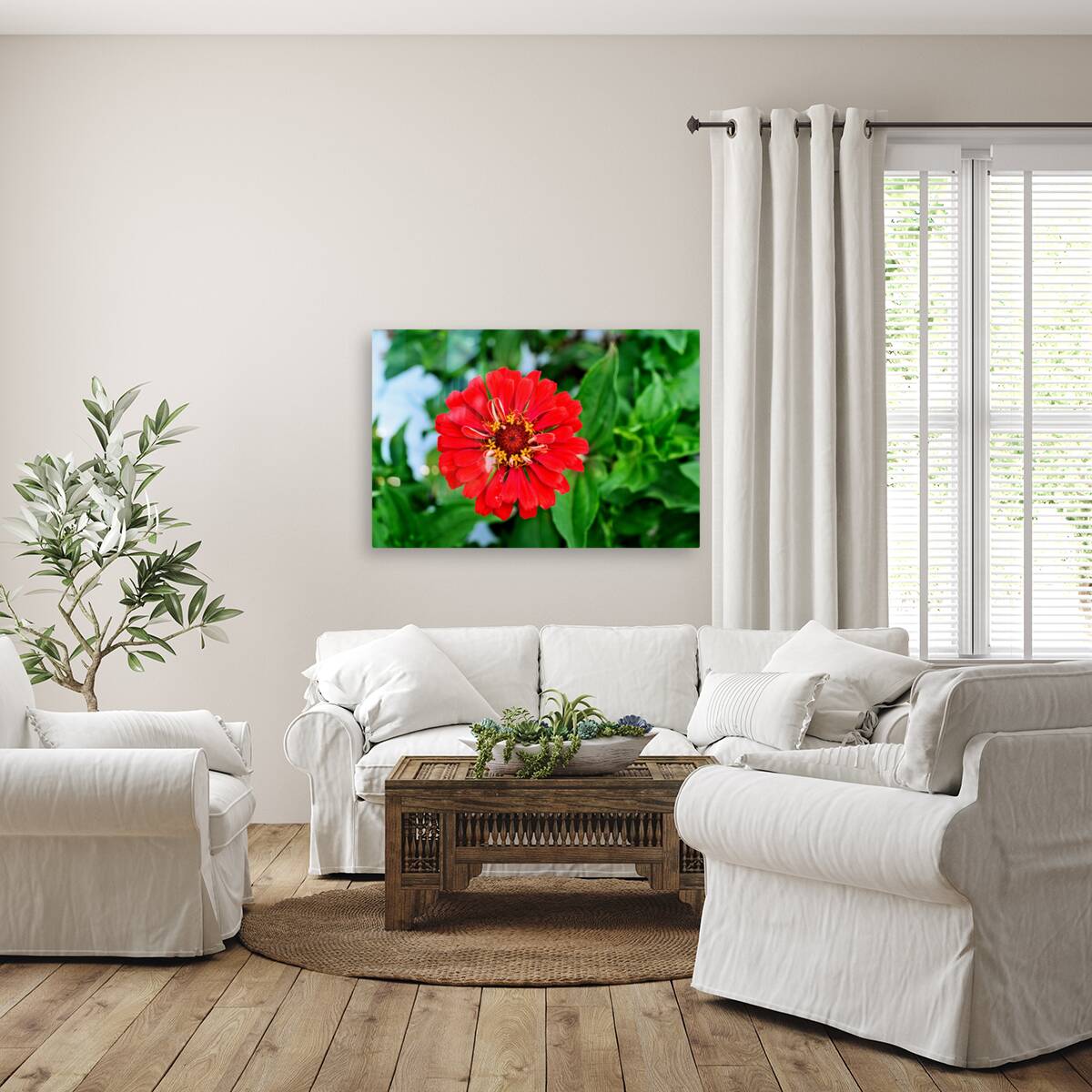 A Zinnia in Meditative Bloom Reproduction