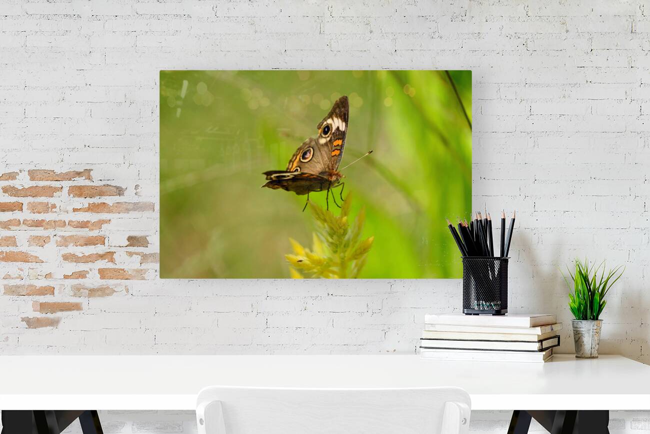 Buckeye Butterfly: Nature’s Tiny Oracle Reproduction