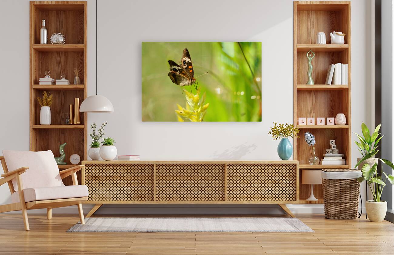 Buckeye Butterfly: Stillness Between Wingbeats Reproduction