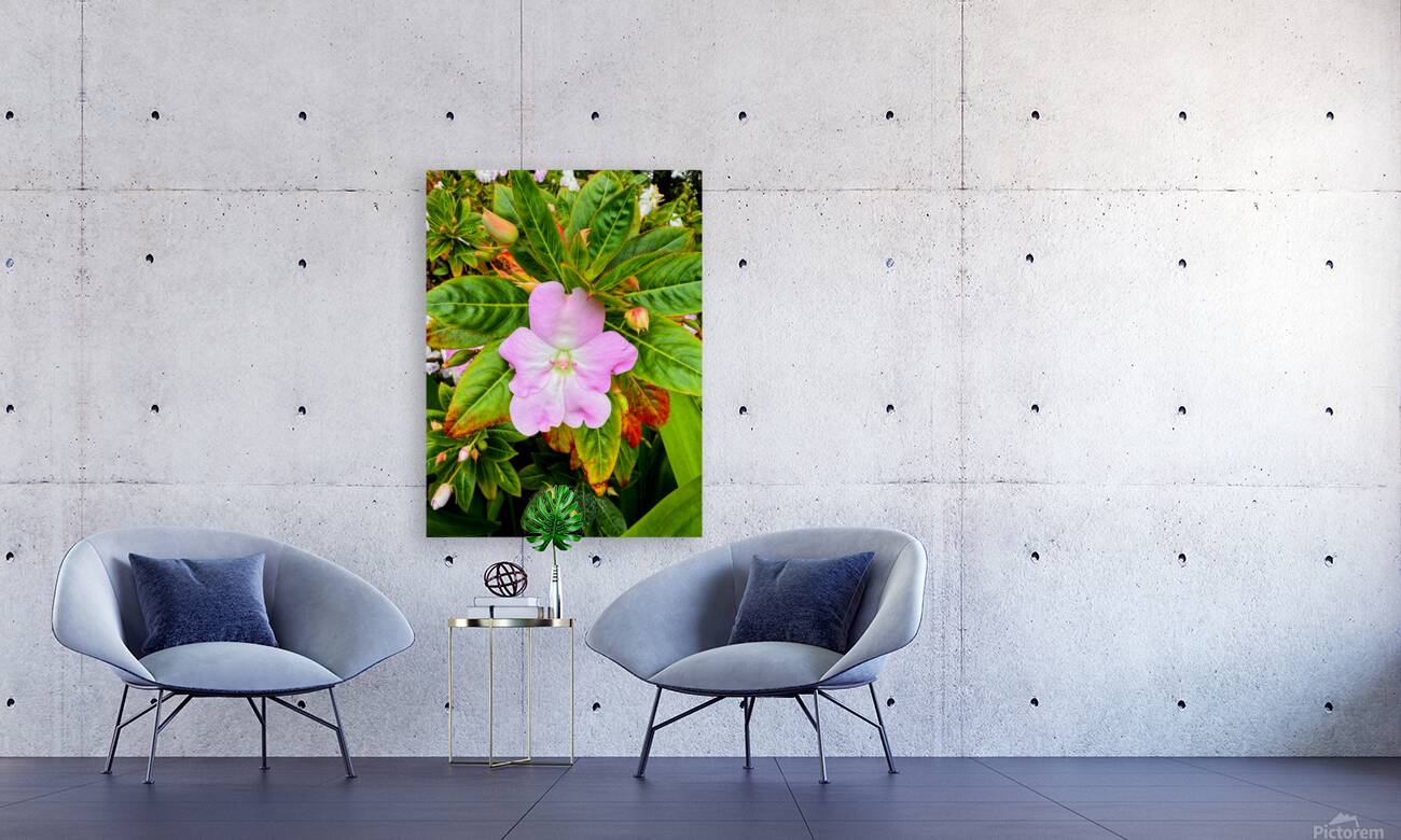 Impatiens: Soliloquy in Pink Reproduction