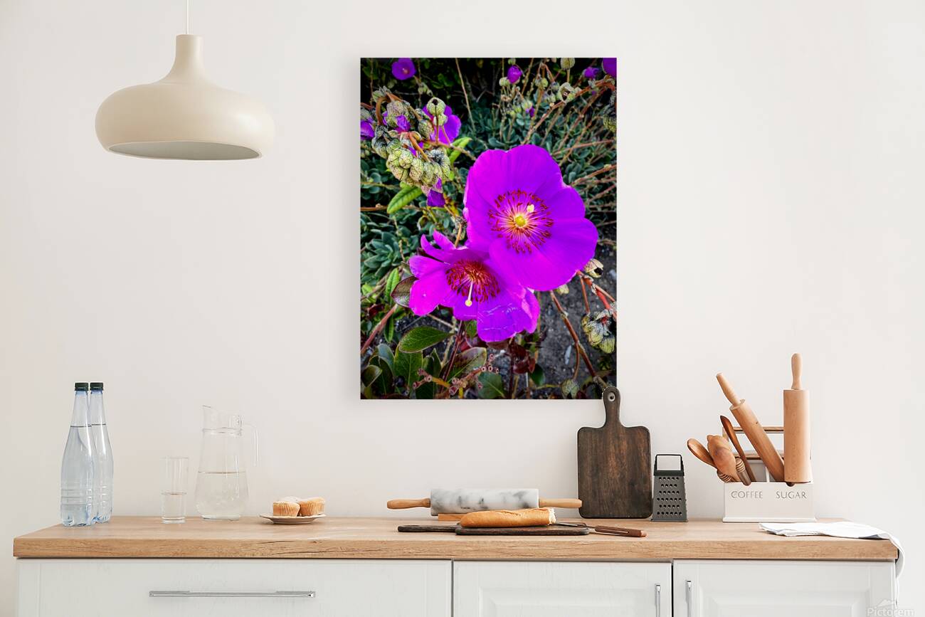 Rock Purslane: Pulse of the Desert Bloom Reproduction