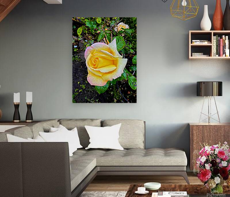 Yellow Rose: Velvet Helix Reproduction