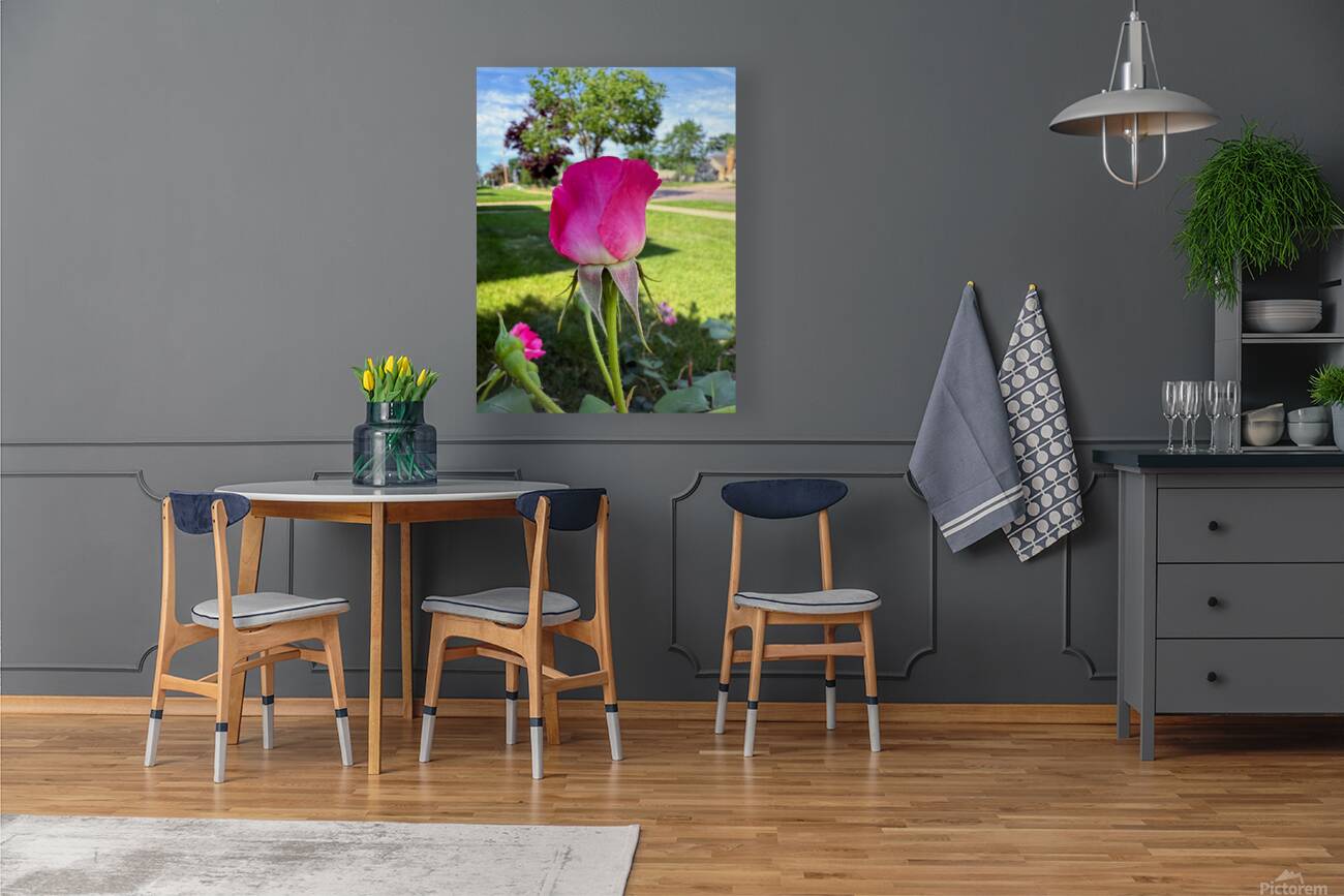 The Rose That Waits: Patience in Pink Reproduction