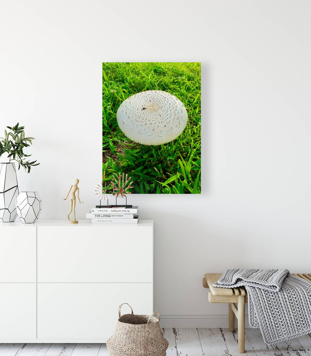 Fungal Solar Disc Reproduction