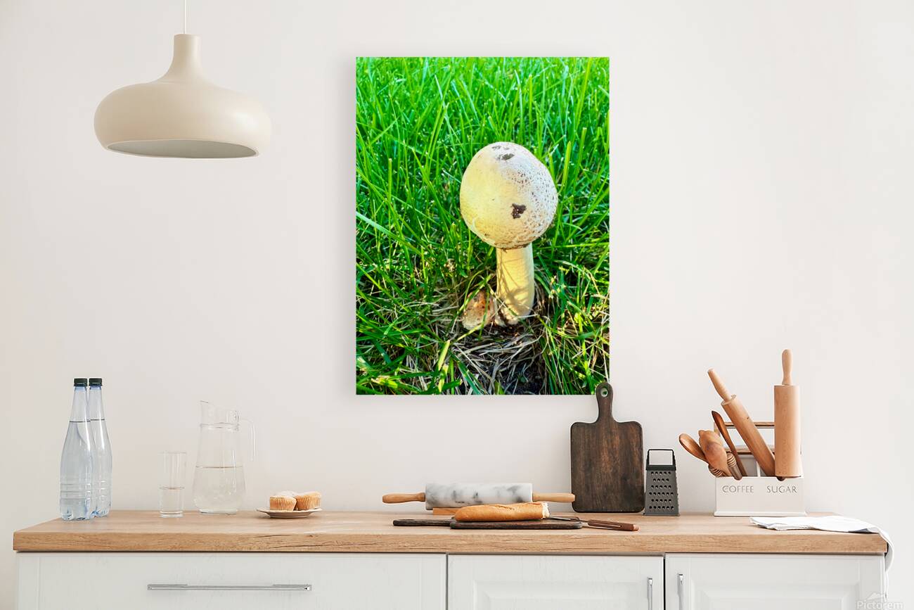 The Philosopher’s Cap Reproduction