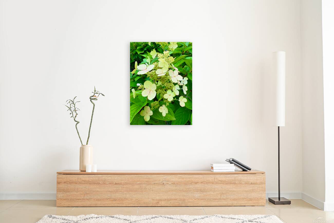  Pale Hydrangea Cluster Reproduction