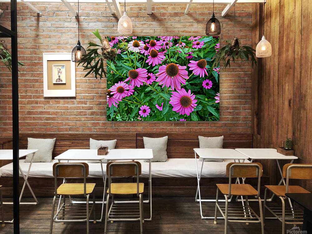 Field of Echinacea Dreams Reproduction