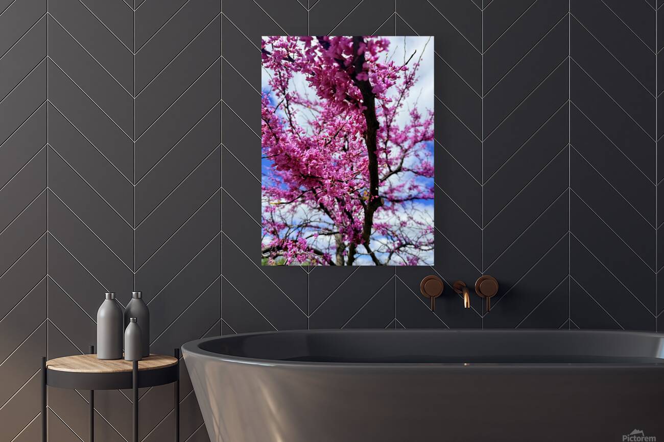  Redbud in Full Glory Reproduction