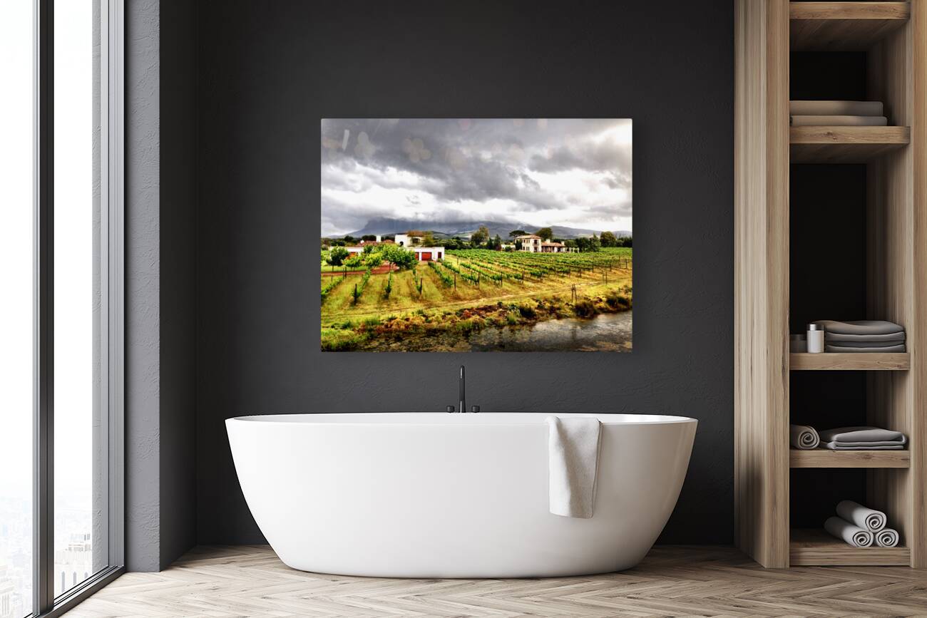 Vineyard in South Africa Reproduction