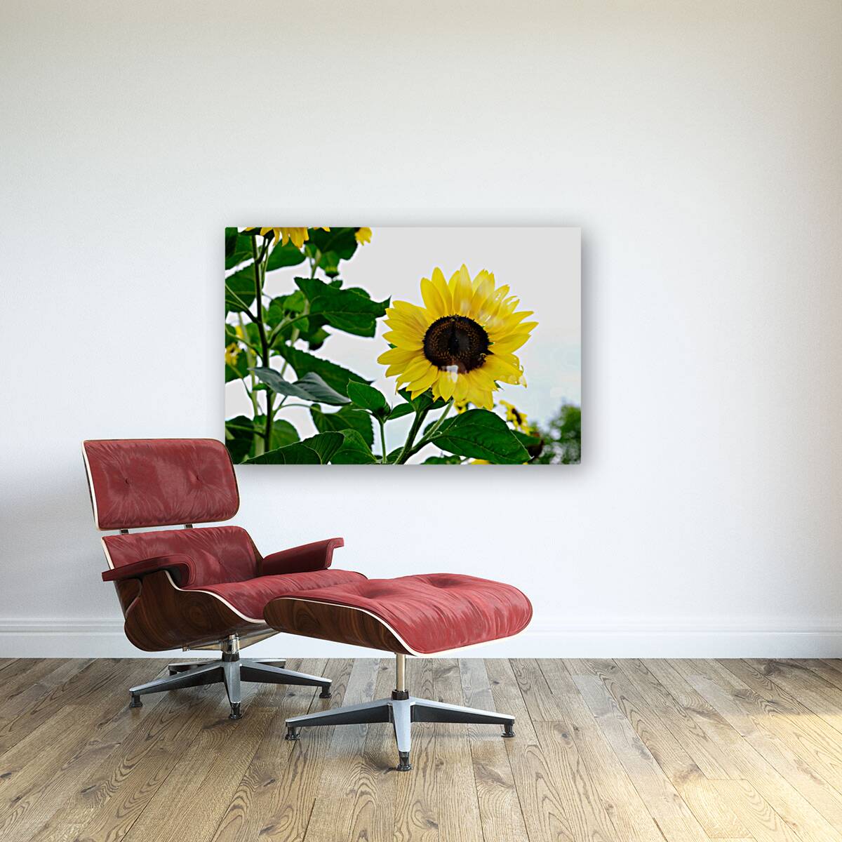 Hello Sunshine 2 Reproduction