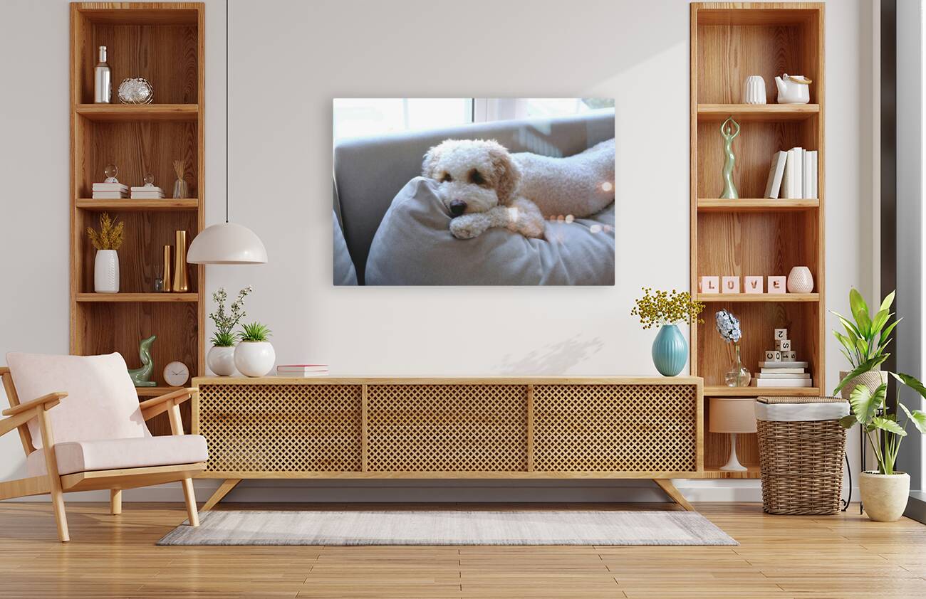 Patient Pooch Finn Reproduction