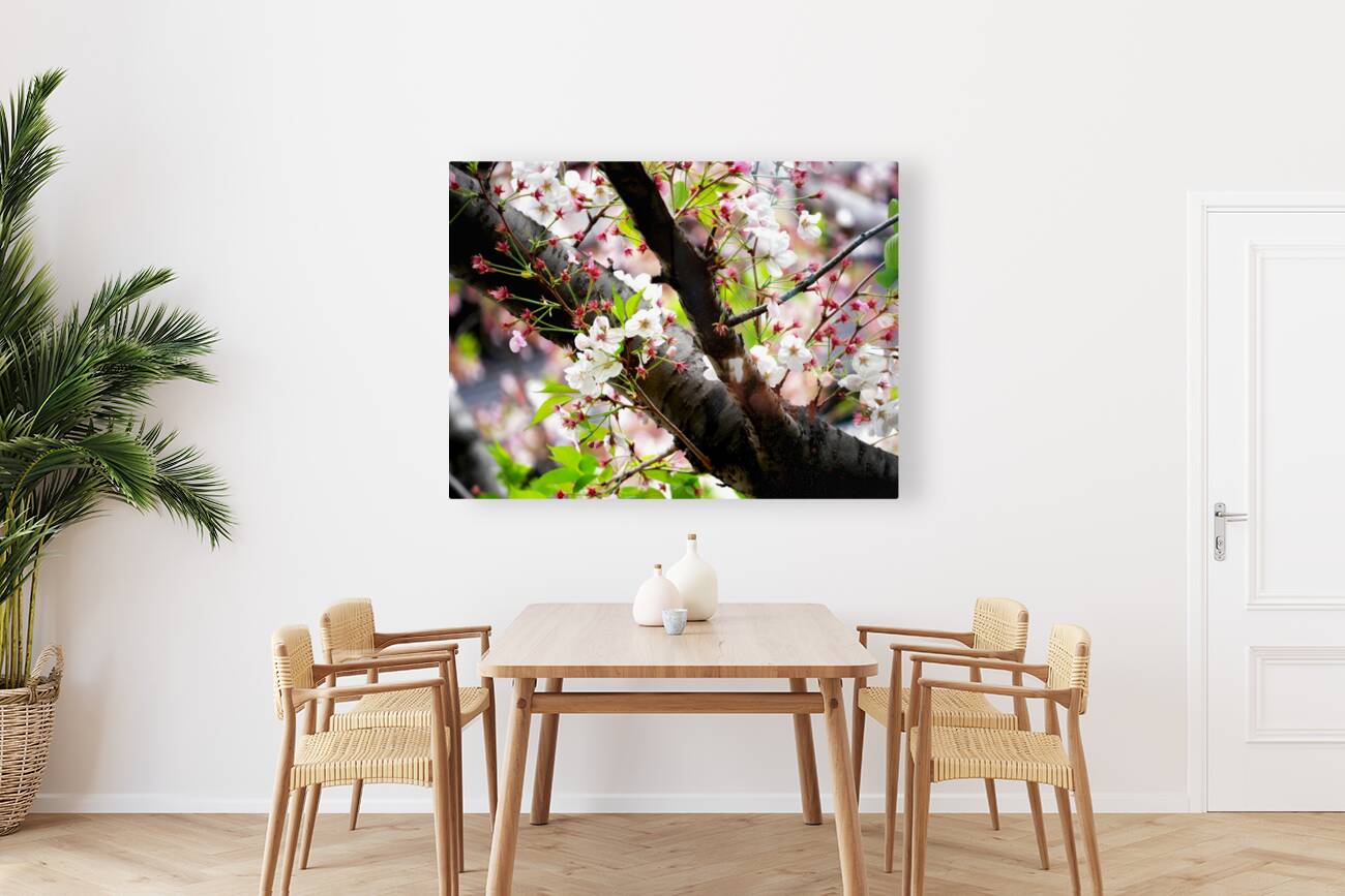 Cherry Blossom 2B Reproduction
