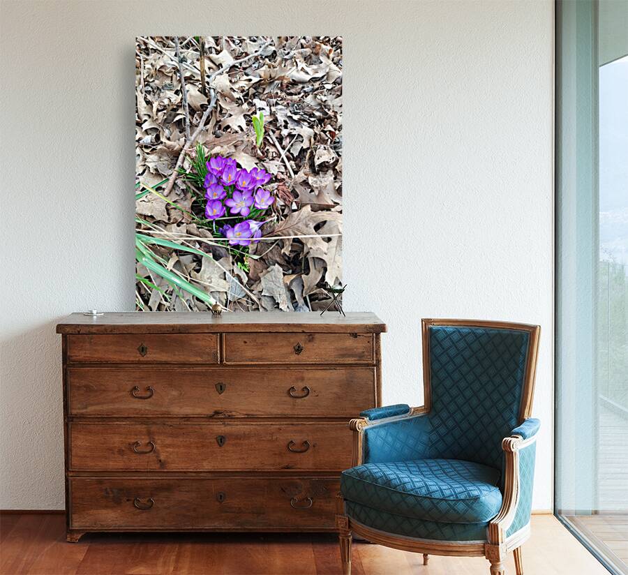 Crocus Rising Reproduction