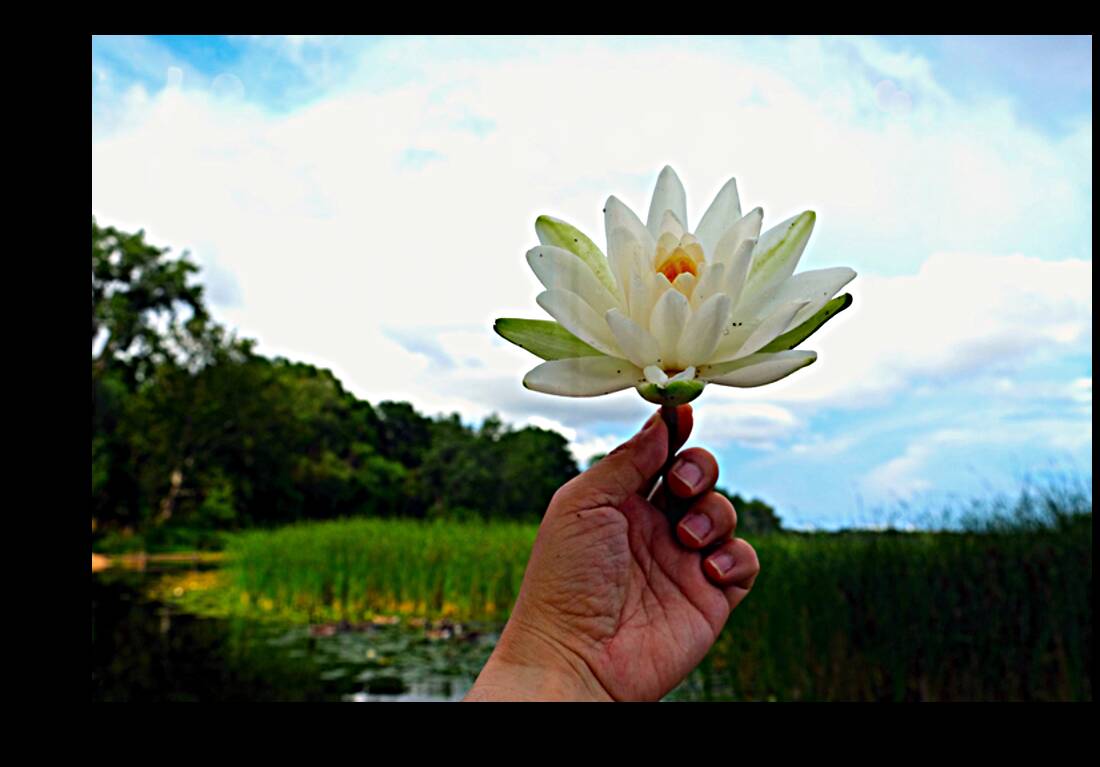  Offering of the Wild Reproduction