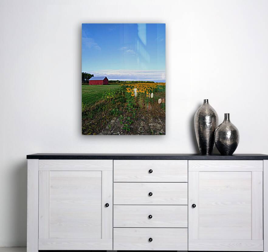 Golden Silence Reproduction