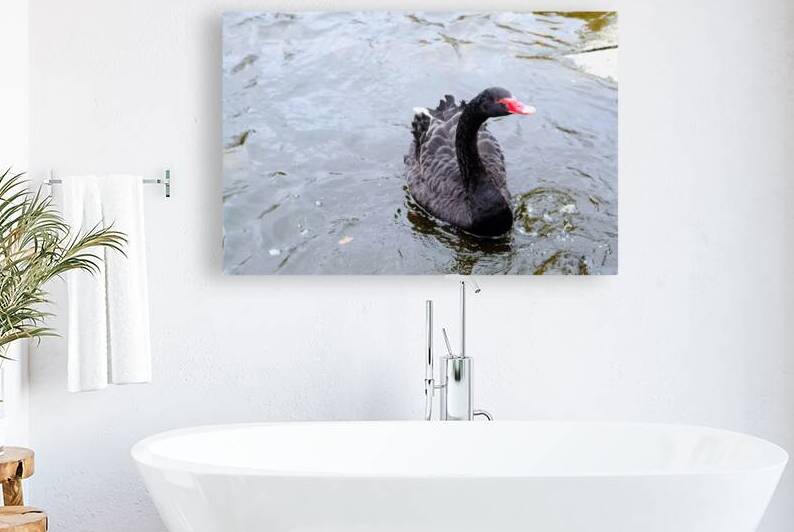 A Black Swan Moment  Reproduction
