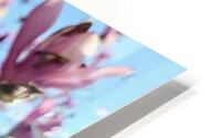 A Magnolias First Embrace of Light HD Metal print