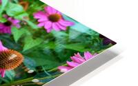 Field of Echinacea Dreams HD Metal print