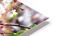 Cherry Blossom 2B HD Metal print