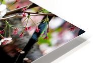 Cherry Blossom 2 Impression metal HD