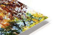 Shades of Autumn HD Metal print