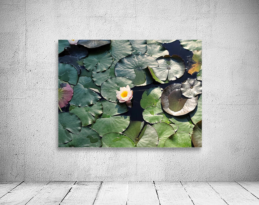 Sunlit Lily Wall Preview