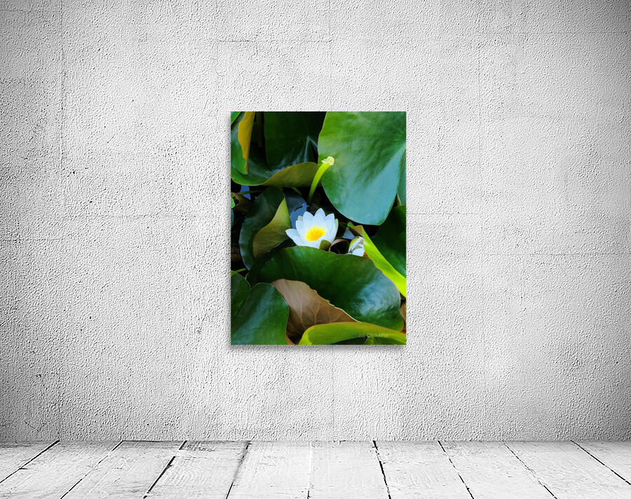 The Quiet Reveal: Beauty Beneath Wall Preview