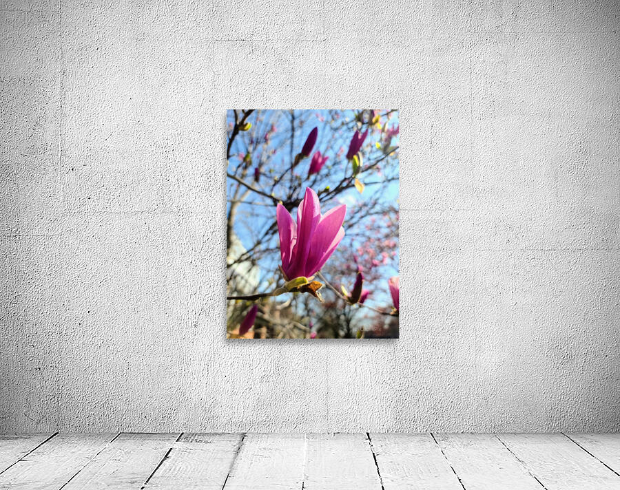 Magnolia Spring Bloom with Buds Wall Preview