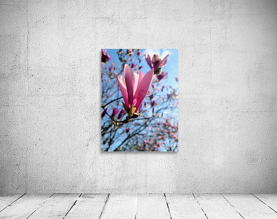 Pink Petals in Warm Light Wall Preview