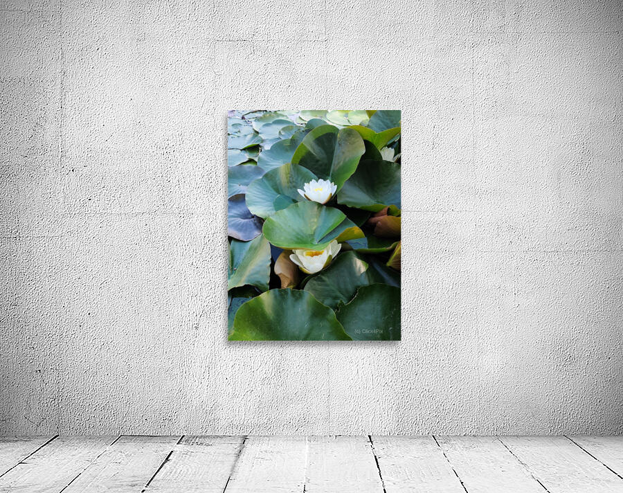 Hidden Beauty Water Lily Wall Preview