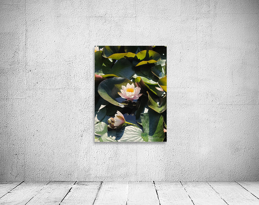 Sun-Kissed Petals: A Lilys Morning Wall Preview