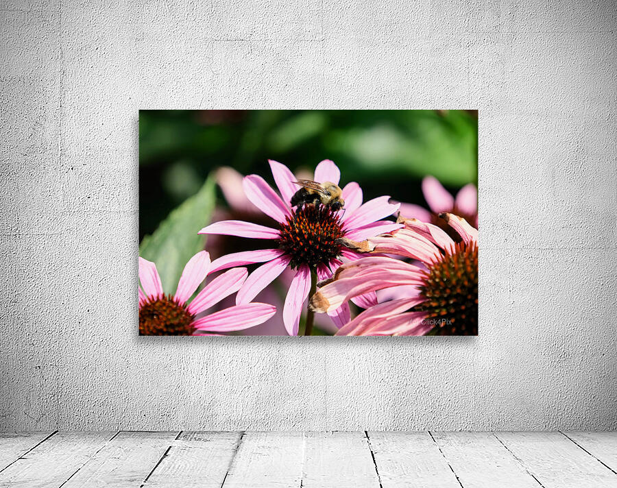 Coneflower and the Resting Wanderer Wall Preview