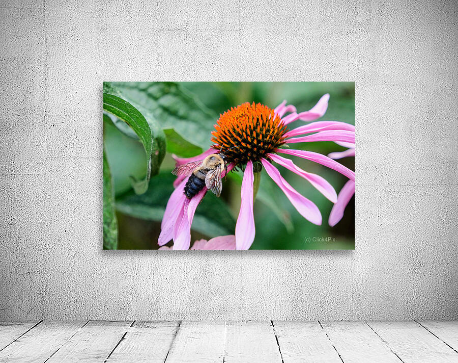 Stillness Amid the Spires of Echinacea Wall Preview
